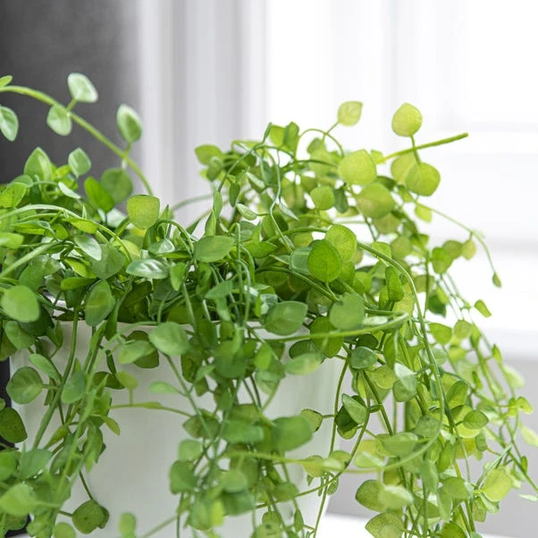 Dunelm Artificial Trailing Plant In Footed Pot 3 Dunelm Artificial Trailing Plant In Footed Pot - Image 3