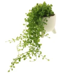 Dunelm Artificial Trailing Plant In Footed Pot 7 Dunelm Artificial Trailing Plant In Footed Pot -Garden Decoration Craft 1000183211 alt03