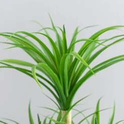 Dunelm Artificial Yucca Plant In Ceramic Pot -Garden Decoration Craft 1000183215 alt03