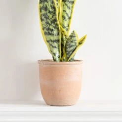 Dunelm Sansevieria In Terracotta Pot -Garden Decoration Craft 30724509 alt02