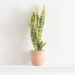 Dunelm Sansevieria In Terracotta Pot -Garden Decoration Craft 30724509 alt03