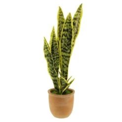 Dunelm Sansevieria In Terracotta Pot -Garden Decoration Craft 30724509 alt04