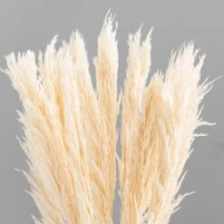Dunelm Pack Of 12 Dried Bleached Nanal Bundle -Garden Decoration Craft 30747113 alt02