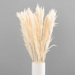 Dunelm Pack Of 12 Dried Bleached Nanal Bundle -Garden Decoration Craft 30747113 alt03