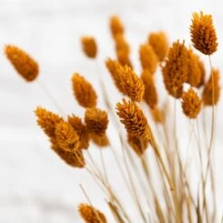 Dunelm Dried Ochre Phalaris Bundle 9 Dunelm Dried Ochre Phalaris Bundle -Garden Decoration Craft 30747117 alt03