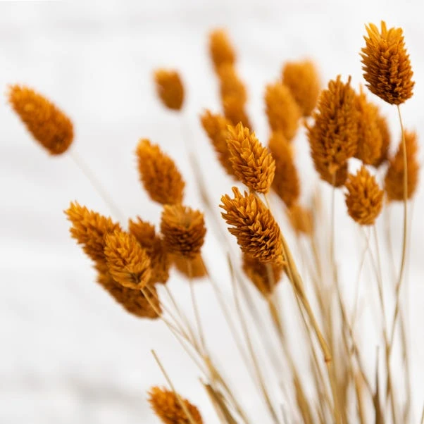 Dunelm Dried Ochre Phalaris Bundle 4 Dunelm Dried Ochre Phalaris Bundle - Image 4