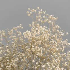 Dunelm Dried White Gypsophila Bundle -Garden Decoration Craft 30748843 alt02