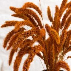 Dunelm Dried 55cm Orange Setaria Macrostachia Bundle -Garden Decoration Craft 30751171 alt02