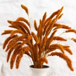 Dunelm Dried 55cm Orange Setaria Macrostachia Bundle -Garden Decoration Craft 30751171 alt03