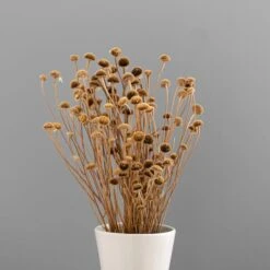 Dunelm Dried Natural Wild Daisy Bundle -Garden Decoration Craft 30751174 alt03