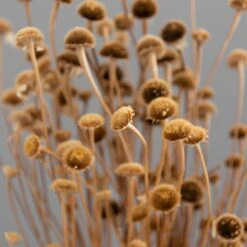 Dunelm Dried Natural Wild Daisy Bundle -Garden Decoration Craft 30751174 alt04