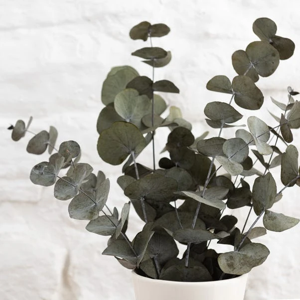 Dunelm Preserved Eucalyptus Syneria Bundle 3 Dunelm Preserved Eucalyptus Syneria Bundle - Image 3