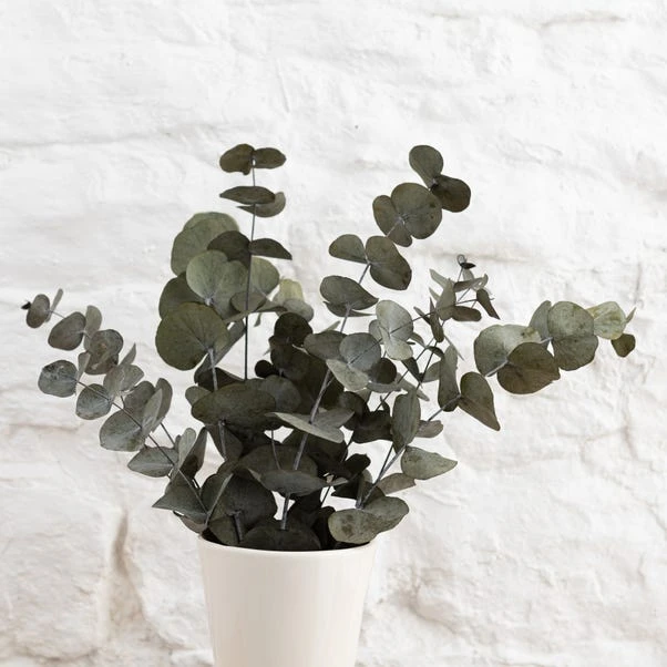 Dunelm Preserved Eucalyptus Syneria Bundle 4 Dunelm Preserved Eucalyptus Syneria Bundle - Image 4