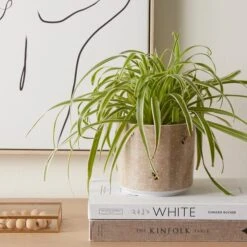 Dunelm Ceramic Bee Plant Pot