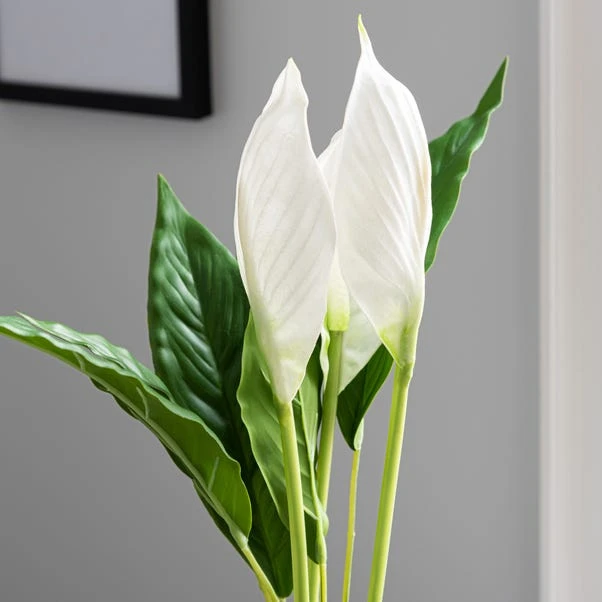 Dunelm Artificial Peace Lily In Black Pot 50cm 2 Dunelm Artificial Peace Lily In Black Pot 50cm - Image 2