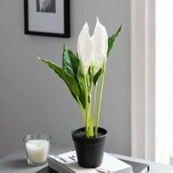 Dunelm Artificial Peace Lily In Black Pot 50cm 6 Dunelm Artificial Peace Lily In Black Pot 50cm -Garden Decoration Craft 30752426 alt02