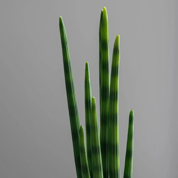 Dunelm Artificial Snake Plant In Black Pot 50cm 2 Dunelm Artificial Snake Plant In Black Pot 50cm - Image 2