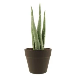 Dunelm Artificial Aloe Vera In Black Pot 24cm -Garden Decoration Craft 30752437 alt03