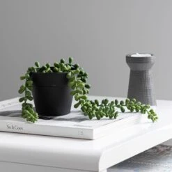 Dunelm Artificial Trailing String Of Pearls In Black Pot 6 Dunelm Artificial Trailing String Of Pearls In Black Pot -Garden Decoration Craft 30752443 alt02