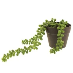 Dunelm Artificial Trailing String Of Pearls In Black Pot 7 Dunelm Artificial Trailing String Of Pearls In Black Pot -Garden Decoration Craft 30752443 alt03