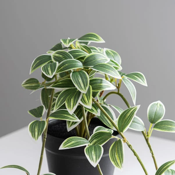 Dunelm Artificial Trailing Tradescantia In Pot 2 Dunelm Artificial Trailing Tradescantia In Pot - Image 2