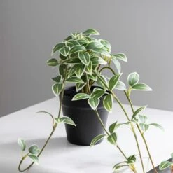 Dunelm Artificial Trailing Tradescantia In Pot 6 Dunelm Artificial Trailing Tradescantia In Pot -Garden Decoration Craft 30754625 alt02