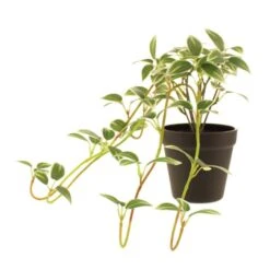 Dunelm Artificial Trailing Tradescantia In Pot 7 Dunelm Artificial Trailing Tradescantia In Pot -Garden Decoration Craft 30754625 alt03