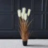 Scottish Everlastings Cream Potted Pampas 120cm