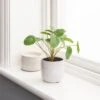 Dunelm Chinese Money Plant Reactive Glaze