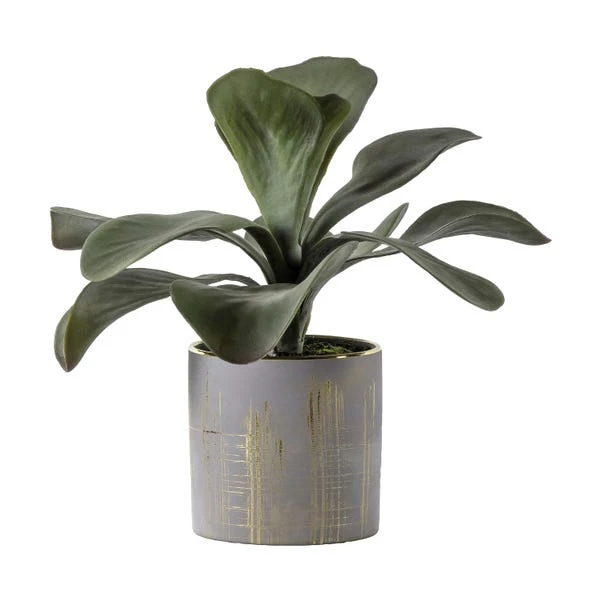 Cedar & Sage Kalanchoe Gold Ceramic Pot 1 Cedar & Sage Kalanchoe Gold Ceramic Pot