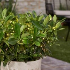 Dunelm 100 LED Battery Timer Chain Lights White