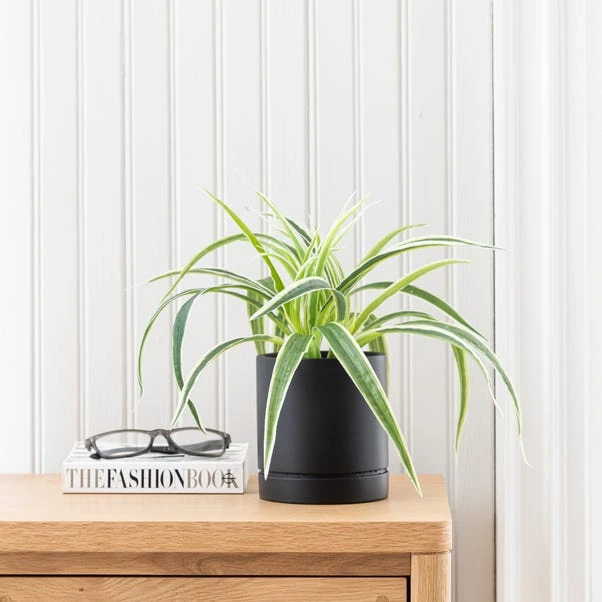 Dunelm Spider Plant In Black Cement Pot 1 Dunelm Spider Plant In Black Cement Pot