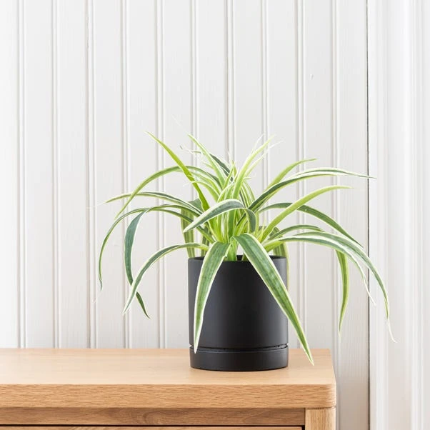 Dunelm Spider Plant In Black Cement Pot 2 Dunelm Spider Plant In Black Cement Pot - Image 2