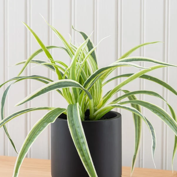 Dunelm Spider Plant In Black Cement Pot 3 Dunelm Spider Plant In Black Cement Pot - Image 3