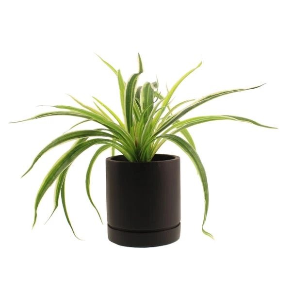 Dunelm Spider Plant In Black Cement Pot 4 Dunelm Spider Plant In Black Cement Pot - Image 4