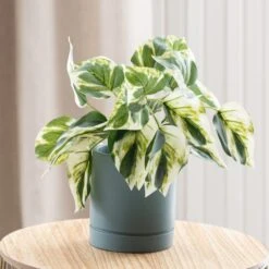 Dunelm Artificial Devils Ivy In Pacific Pot -Garden Decoration Craft 30796540 alt02