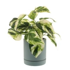 Dunelm Artificial Devils Ivy In Pacific Pot -Garden Decoration Craft 30796540 alt03
