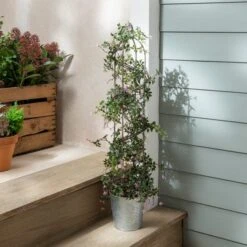 Dunelm Birdcage Shape Bonsai Plant 70cm