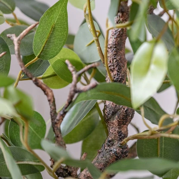 Scottish Everlastings 70cm Real Touch Mini Ficus Tree 2 Scottish Everlastings 70cm Real Touch Mini Ficus Tree - Image 2